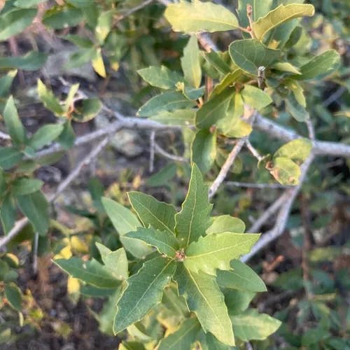 Emory oak (Quercus emoryi)-i