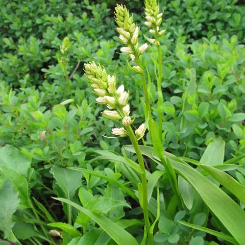 ネバリノギラン（粘芒蘭） (Aletris foliata)-i