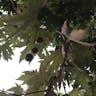 Oriental plane (Platanus orientalis)-i