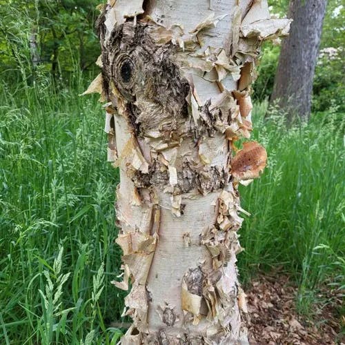 マカンバ（馬菅） (Betula costata)-i