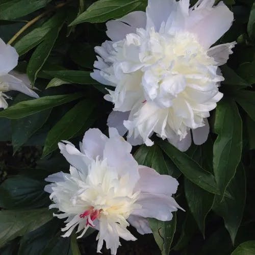 オランダシャクヤク（阿蘭陀芍薬） (Paeonia officinalis)-i