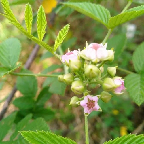 トックリイチゴ（徳利苺） (Rubus coreanus)-i