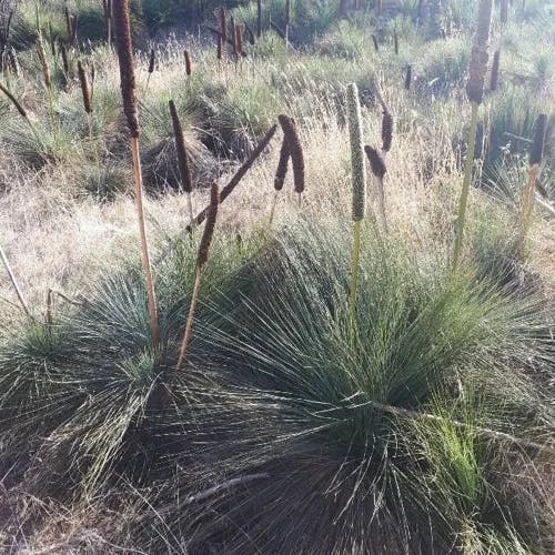 Grass tree (Xanthorrhoea quadrangulata)-i