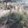 Grass tree (Xanthorrhoea quadrangulata)-i