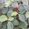 ベニヒモノキ（紅紐木） (Acalypha hispida)-i