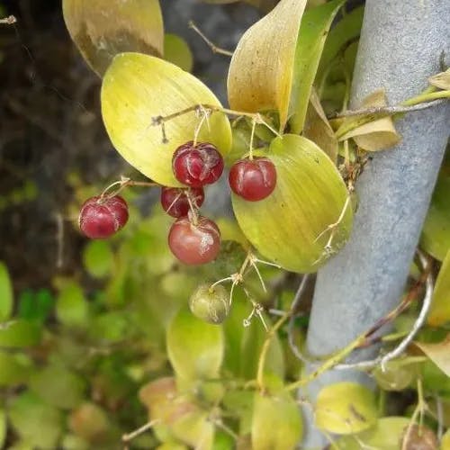 クサナギカズラ（草薙蔓） (Asparagus asparagoides)-i