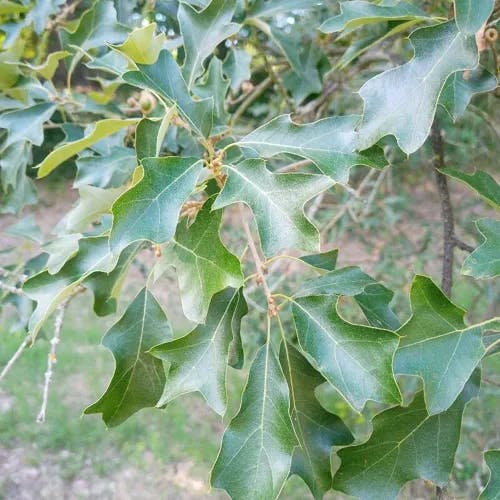 Bear oak (Quercus ilicifolia)-i