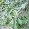 Bear oak (Quercus ilicifolia)-i