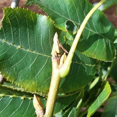 Bitternut (Carya cordiformis)-i