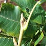 Bitternut (Carya cordiformis)-i