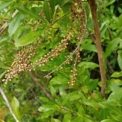 Black titi (Cyrilla racemiflora)-i