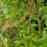 Black titi (Cyrilla racemiflora)-i