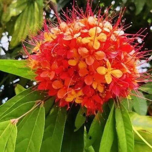 Asoka-tree (Saraca indica)-i