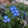 Alpine forget-me-not (Myosotis alpestris)-i