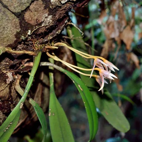 クスクスラン (Bulbophyllum affine)-i