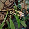 クスクスラン (Bulbophyllum affine)-i