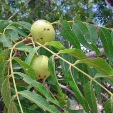 Arizona walnut