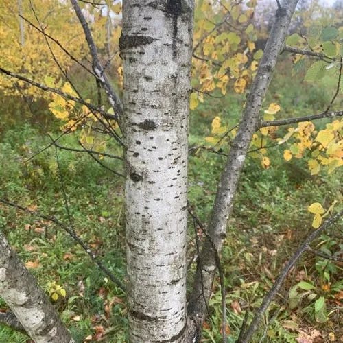 American aspen (Populus tremuloides)-i