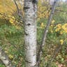 American aspen (Populus tremuloides)-i