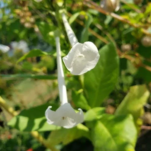 Ornamental tabacco (Nicotiana sylvestris)-i