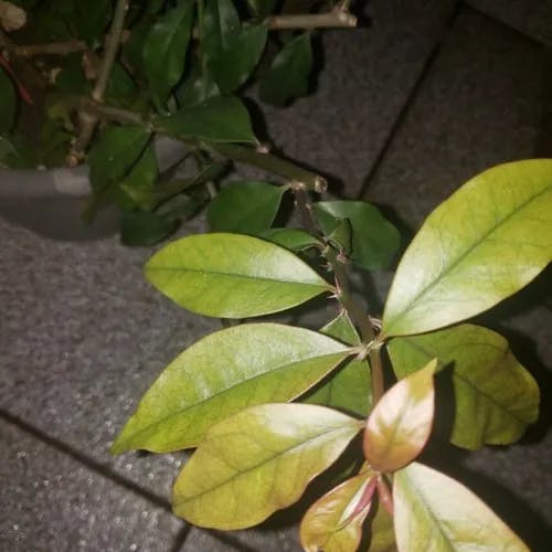 モクキリン（杢麒麟） (Pereskia aculeata)-i