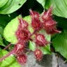 Wine raspberry (Rubus phoenicolasius)-i