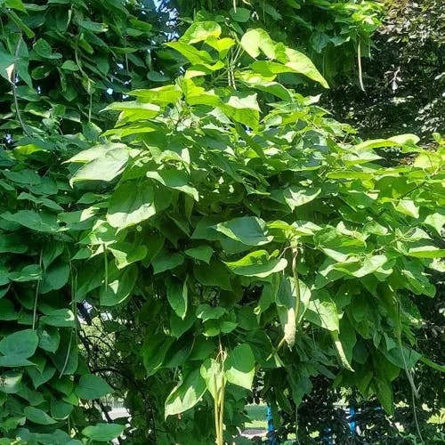 キササゲ（木豇豆） (Catalpa ovata)-i