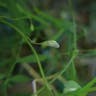 カスマグサ（かすま草） (Vicia tetrasperma)-i