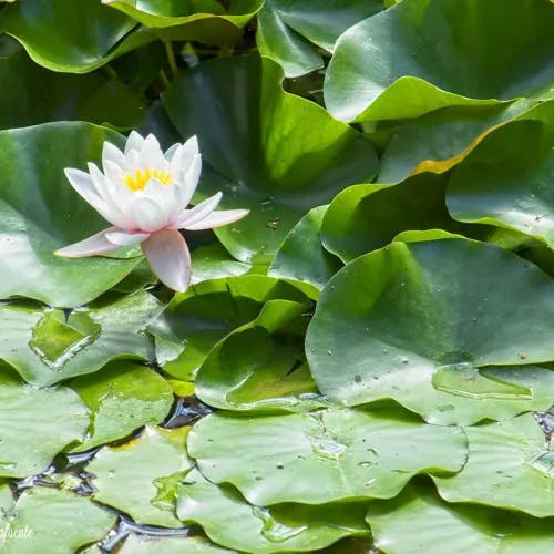 White water-lily (Nymphaea alba)-i