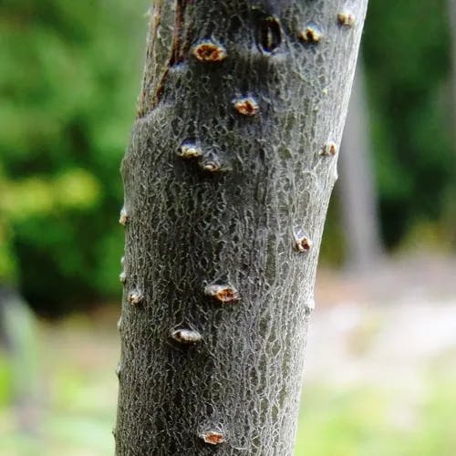 Chestnut-leaf oak (Quercus castaneifolia)-i