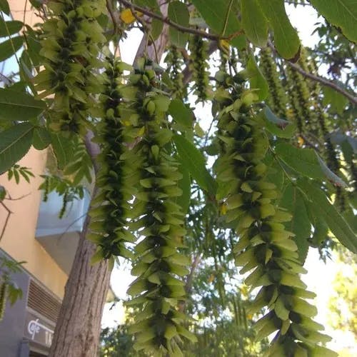 シナサワグルミ（支那沢胡桃） (Pterocarya stenoptera)-i