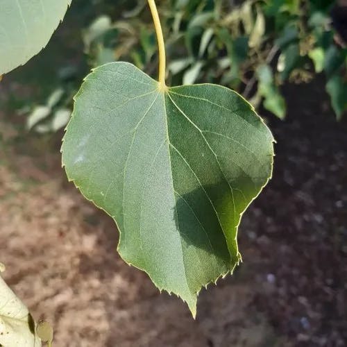 シナノキ（科木） (Tilia japonica)-i