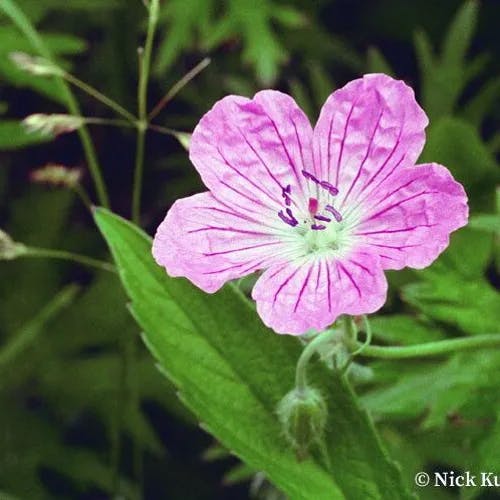 エゾフウロ（蝦夷風露） (Geranium yesoense)-i