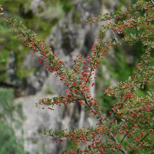 カザンデマリ（崋山手毬） (Pyracantha crenulata)-i