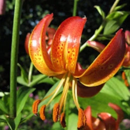 Panther lily (Lilium pardalinum)-i