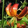 Panther lily (Lilium pardalinum)-i