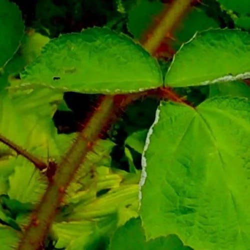 エビガライチゴ（蝦殻苺） (Rubus phoenicolasius)-i