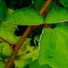 Wine raspberry (Rubus phoenicolasius)-i