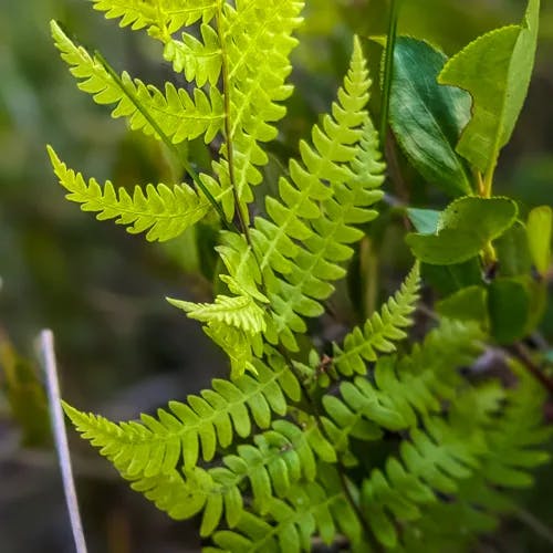 ヒメシダ（姫羊歯） (Thelypteris palustris)-i