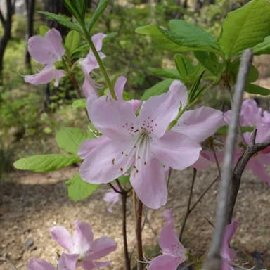 サクラツツジ（桜躑躅）