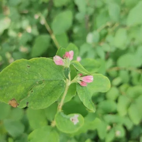 Creeping snowberry (Symphoricarpos mollis)-i