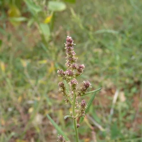 Common orache (Atriplex patula)-i