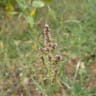 Common orache (Atriplex patula)-i