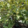 ヒイラギ（柊） (Osmanthus heterophyllus)-i