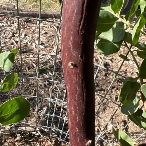 Whiteleaf manzanita (Arctostaphylos manzanita)-i