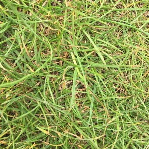 サワスズメノヒエ（沢雀の稗） (Paspalum vaginatum)-i