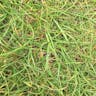 サワスズメノヒエ（沢雀の稗） (Paspalum vaginatum)-i