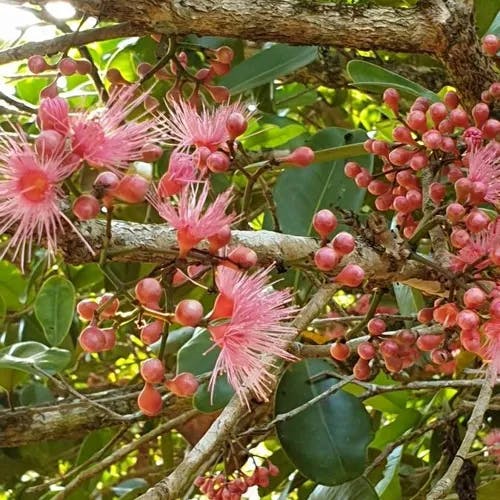 ミズレンブ（水蓮霧） (Syzygium aqueum)-i