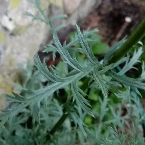 アカバナムシヨケギク（赤花虫除菊） (Tanacetum coccineum)-i