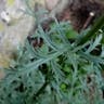 アカバナムシヨケギク（赤花虫除菊） (Tanacetum coccineum)-i